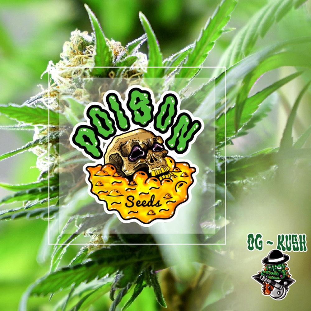 Og – Kush Auto POISON SEEDS.