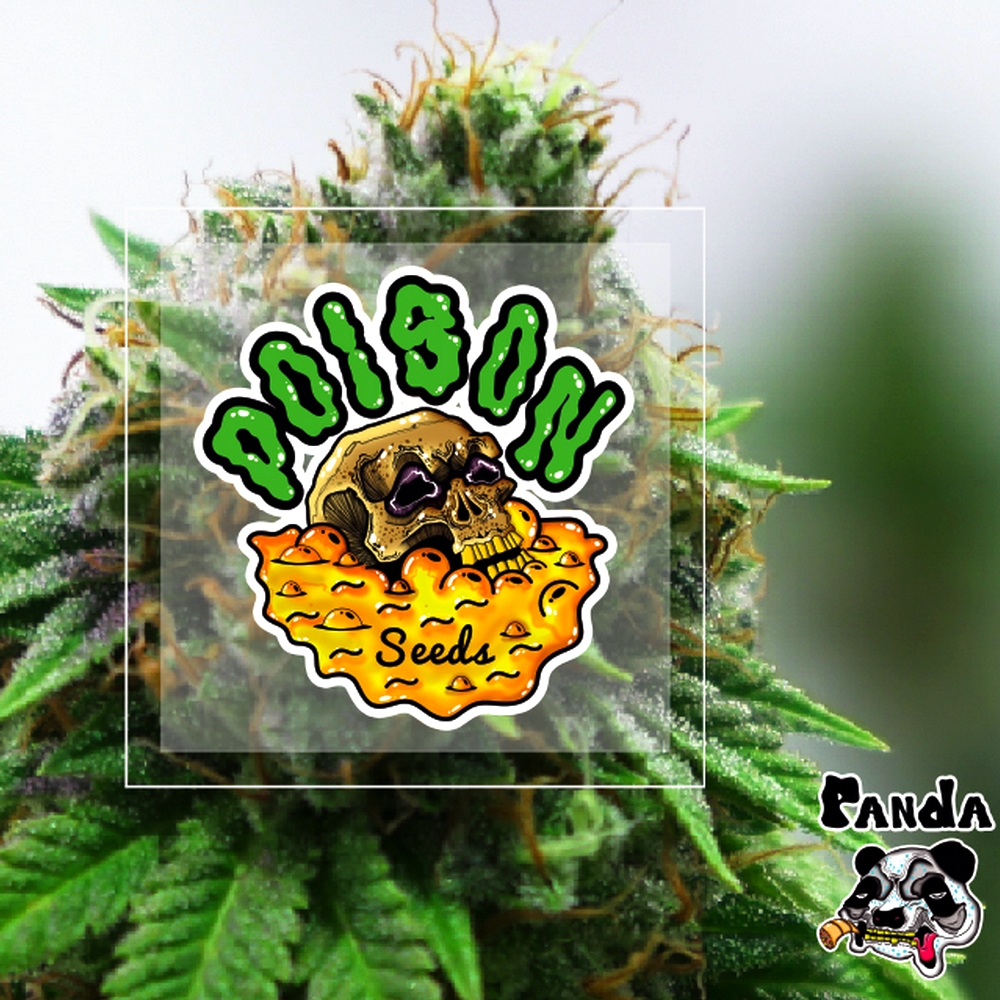 Panda Auto POISON SEEDS.