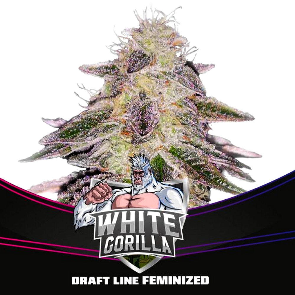 Gorilla Familia X12 BSF