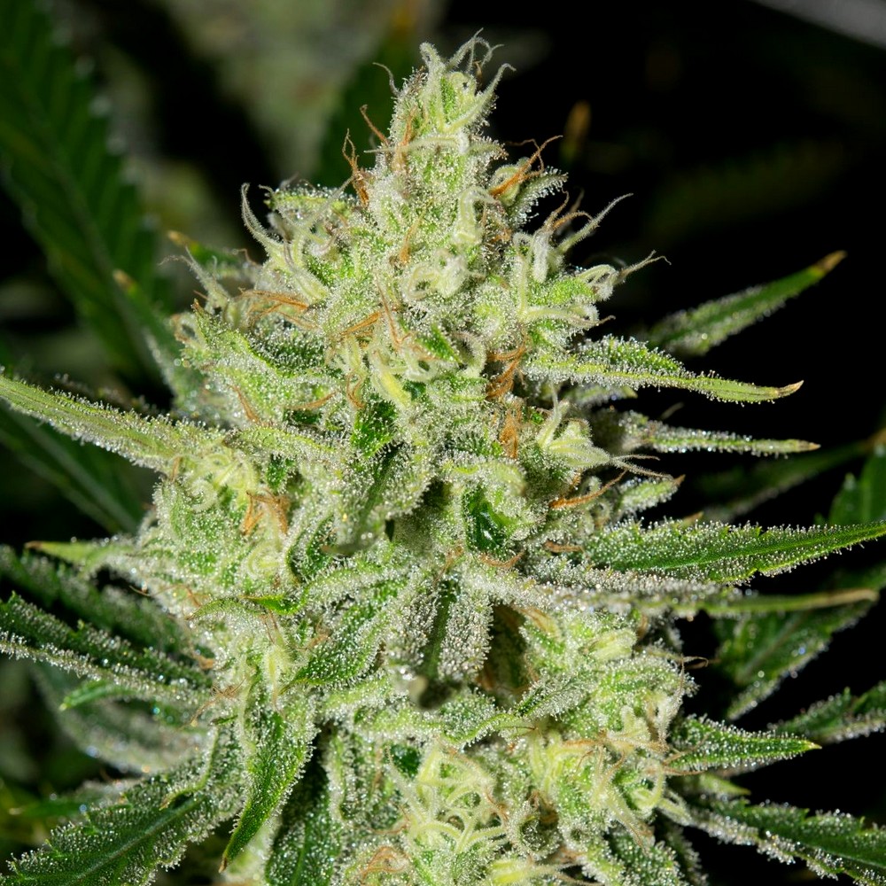 Seatown Lemon Haze X3
