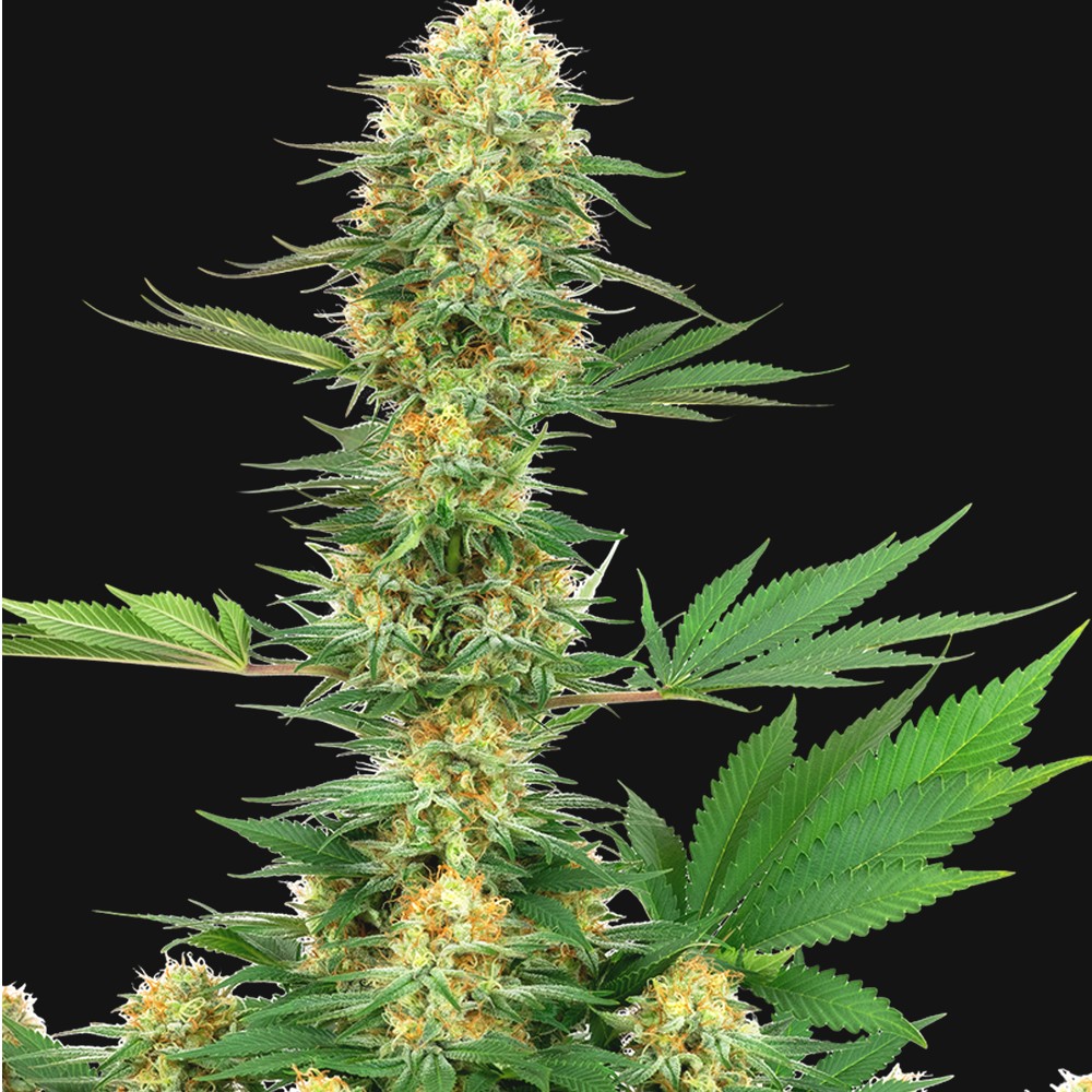 Gelato #420 X3 Feminizadas