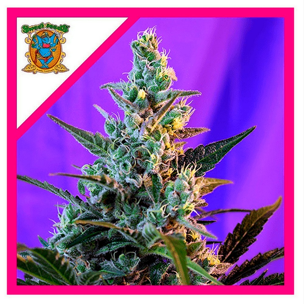 Sweet Skunk F1 3+1 Sweet Seeds