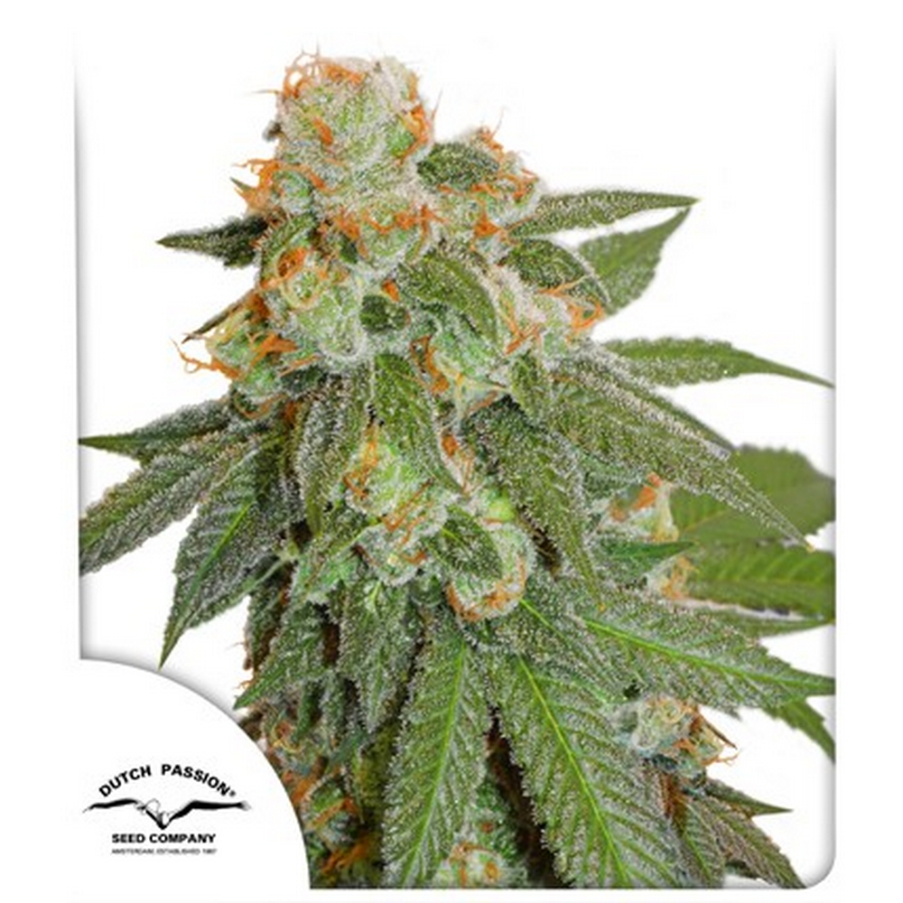 AUTO ORANGE BUD X3 – DUTCH PASSION