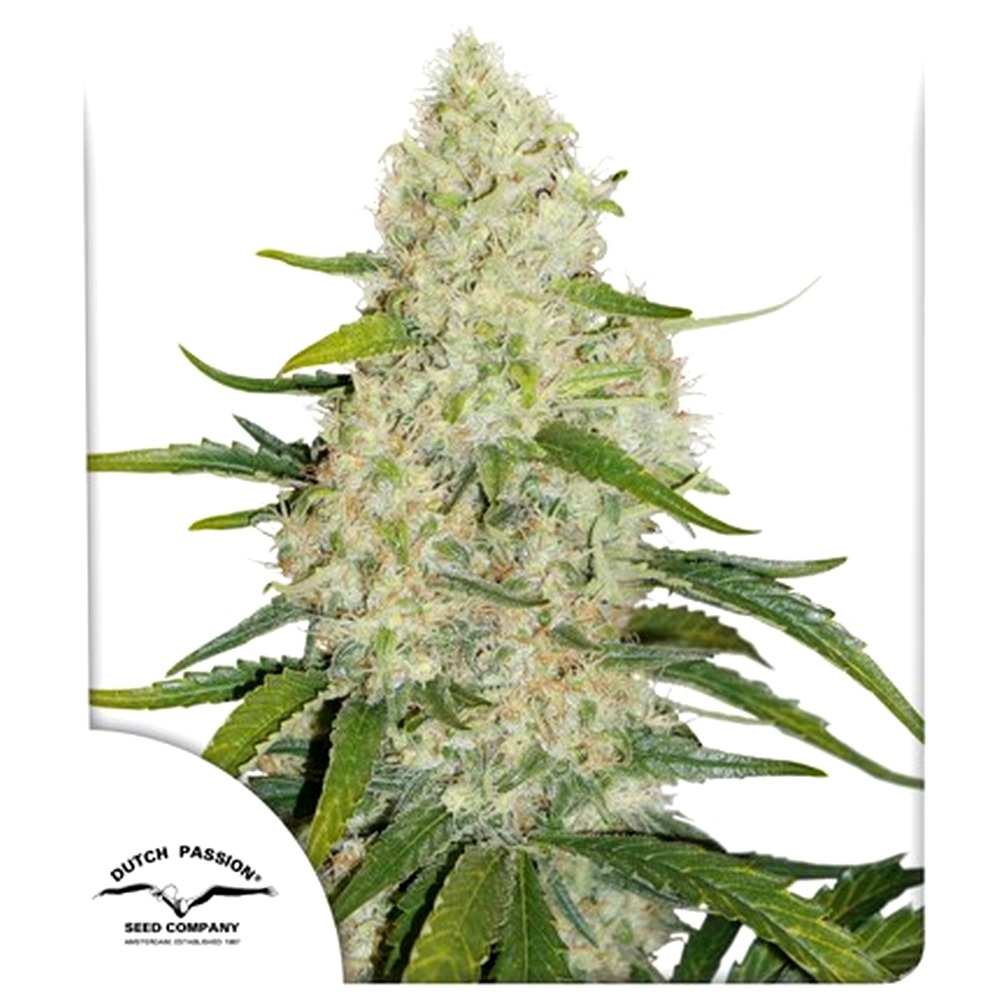 AUTO THINK BIG X3 – DUTCH PASSION
