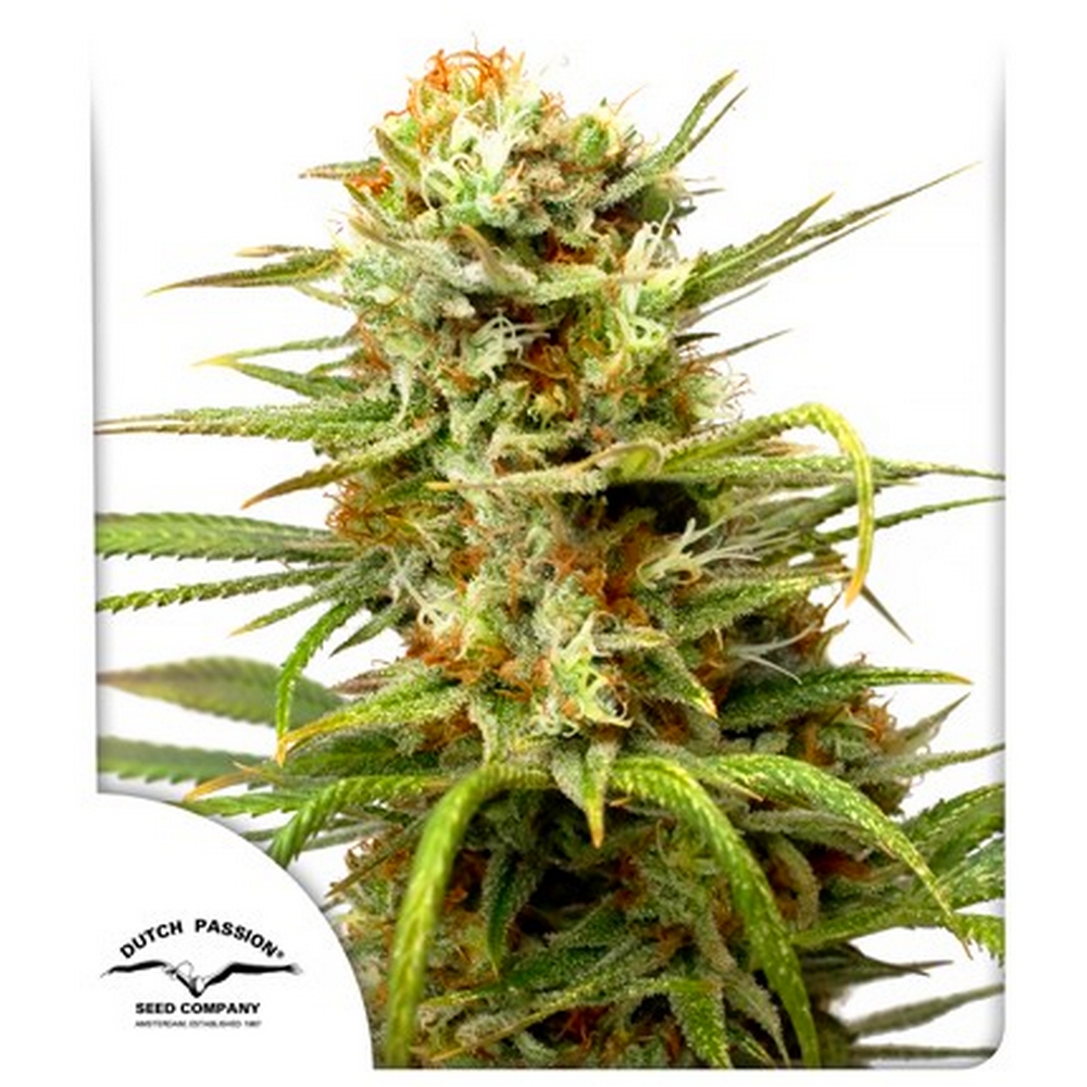 AUTO WHITE WIDOW X3 – DUTCH PASSION