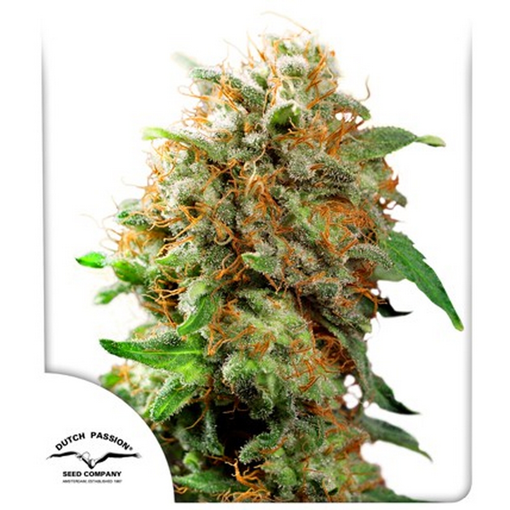 MAZAR FEM X3 – DUTCH PASSION