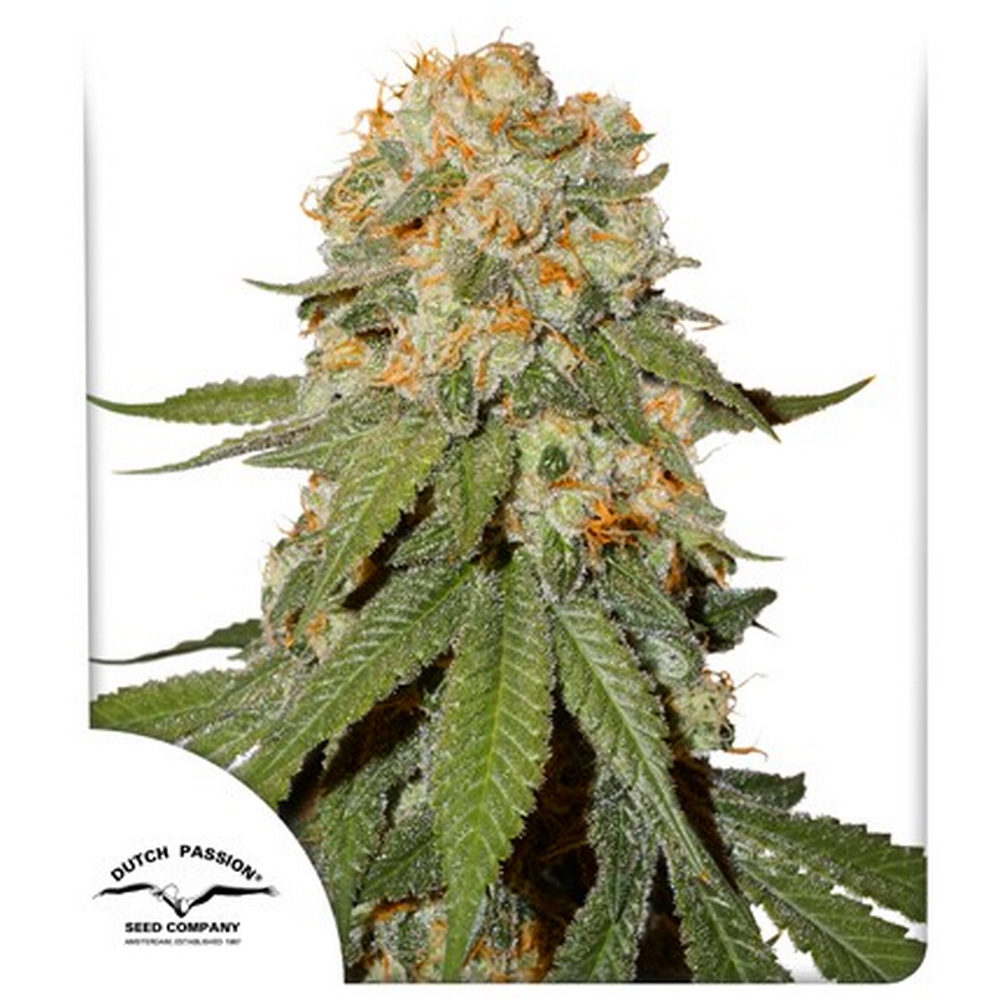 ORANGE BUD FEM X3 – DUTCH PASSION