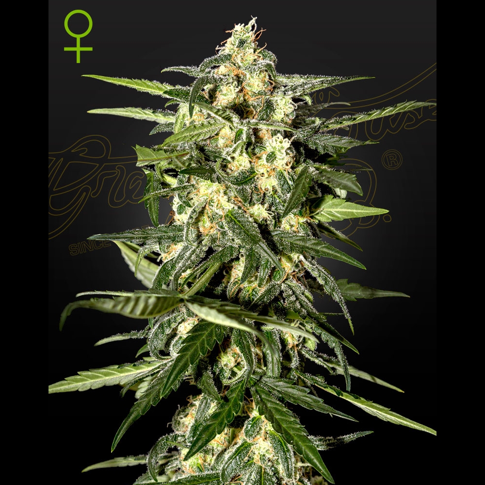 Auto Jack Herer X3 Green House Seeds