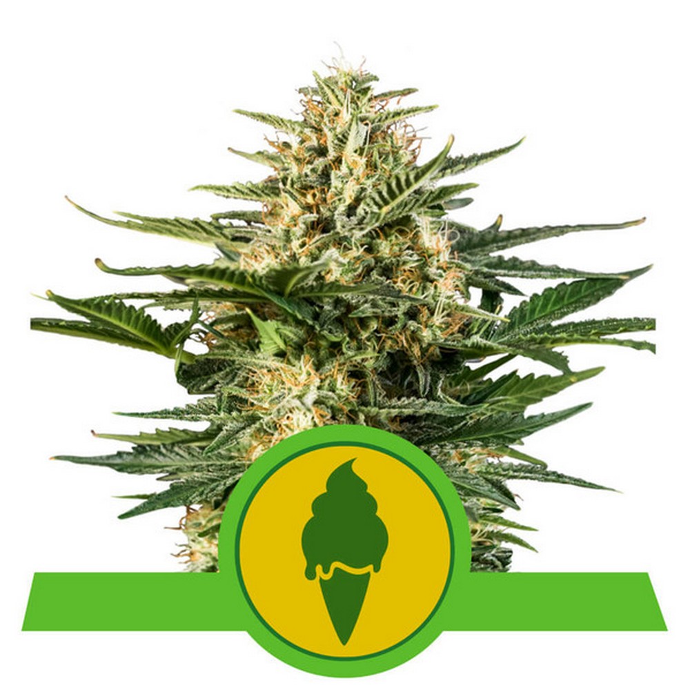 Auto Green Gelato X1 Royal Queen Seeds