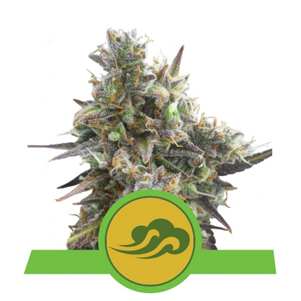 Auto Bluematic X1 Royal Queen Seeds