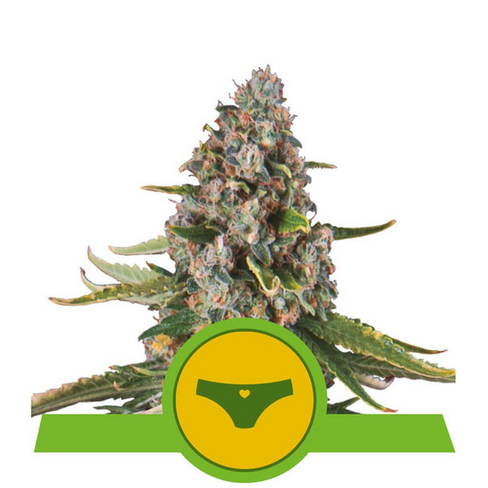 Auto Sherbet Queen X1 Royal Queen Seeds