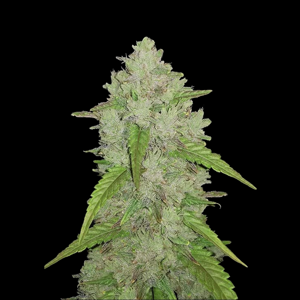 Auto Amnesia Haze X1 FastBuds