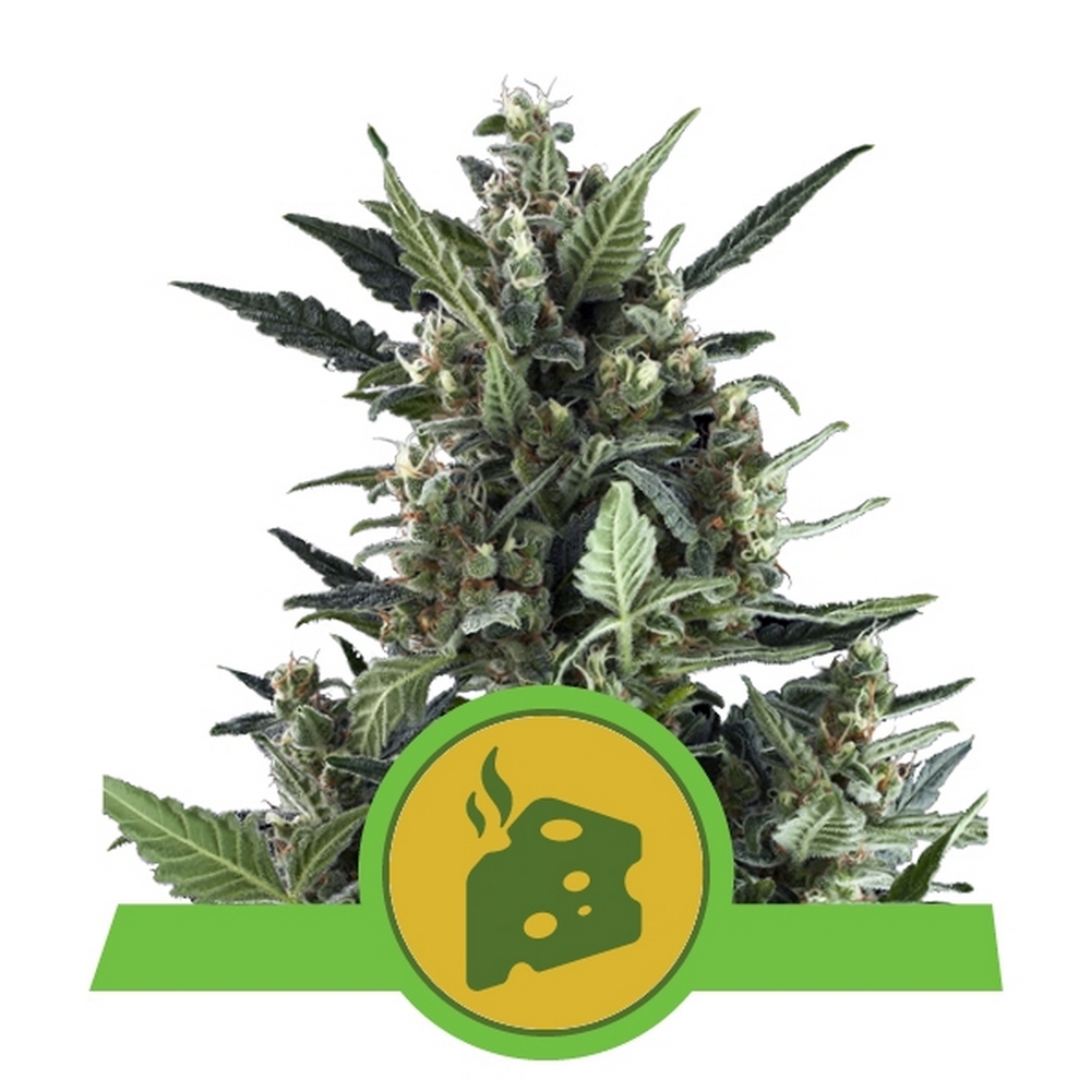 Auto Blue Cheese X1 Royal Queen Seeds
