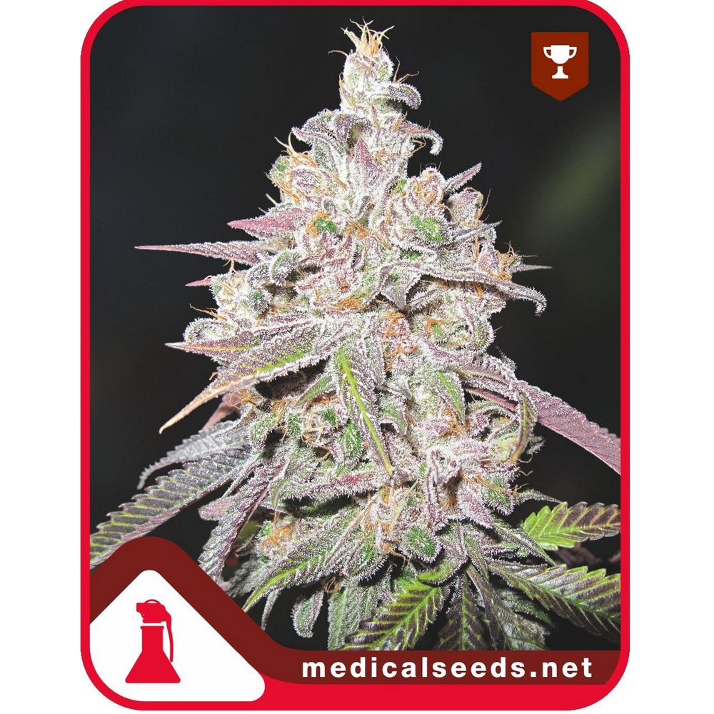 Channel+ X3 Medical Seeds