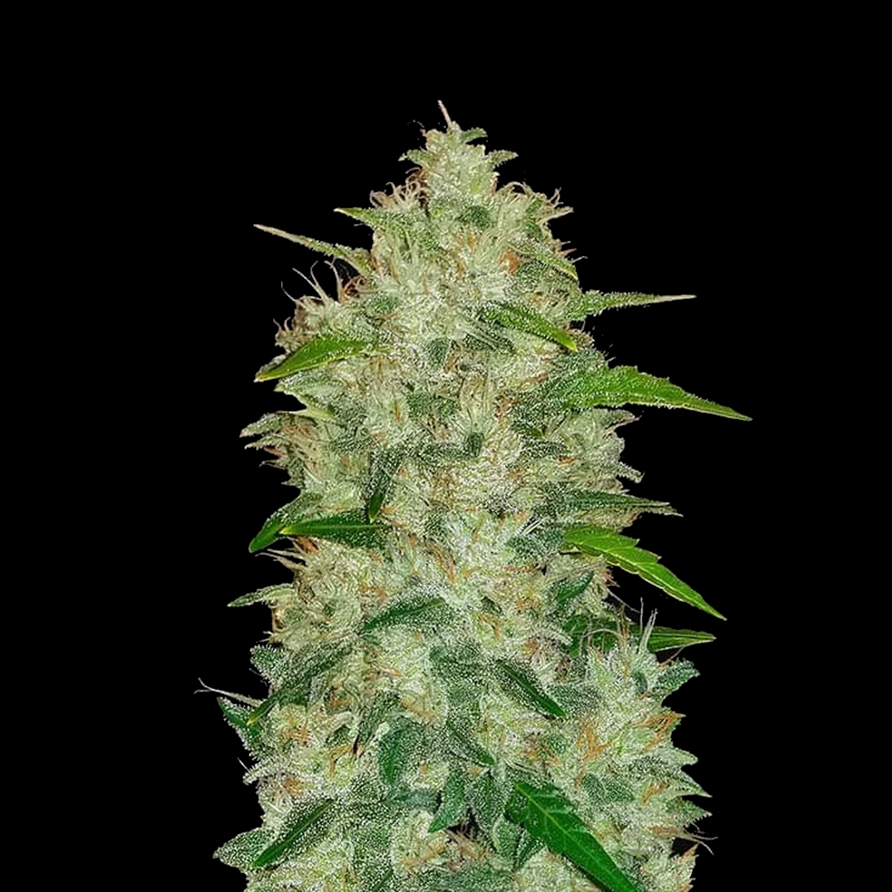 Auto Original Chemdawg X1 FastBuds