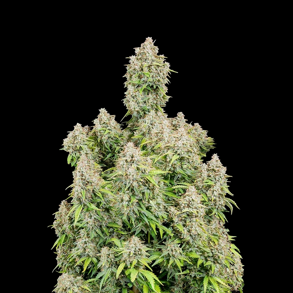 Auto Cinderella X1 FastBuds