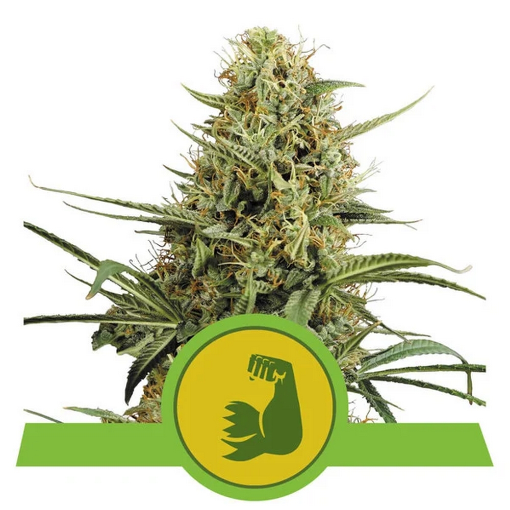 Auto Hulkberry X1 Royal Queen Seeds