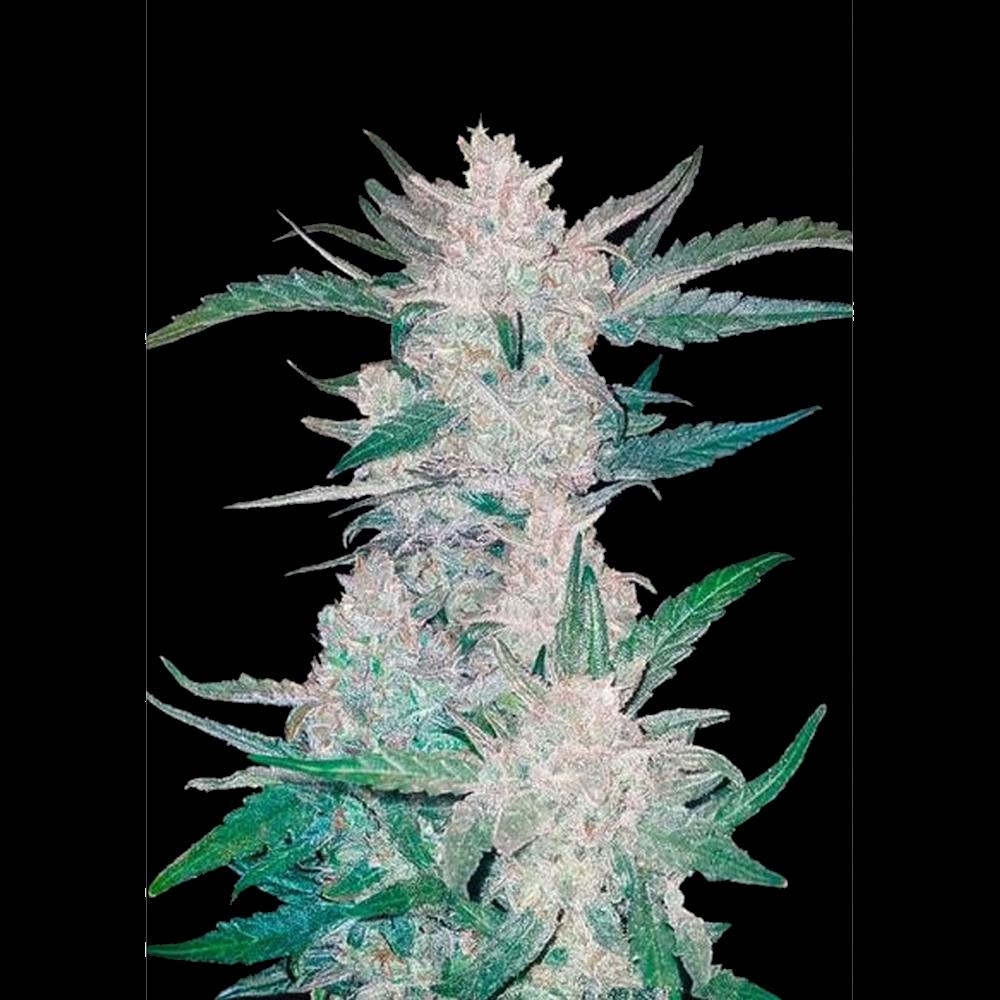 Auto Mexican Airlines X1 FastBuds