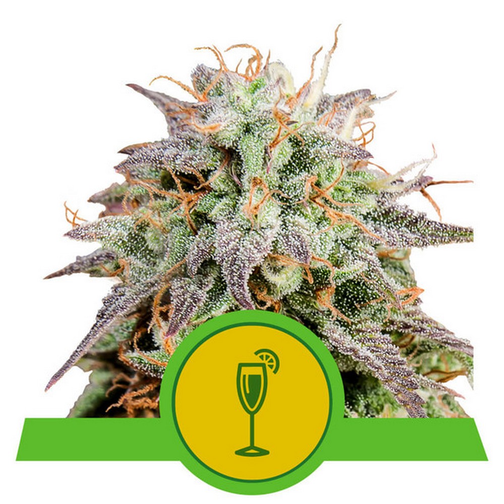 Auto Mimosa X1 Royal Queen Seeds
