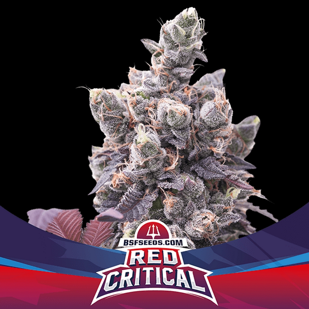 AUTO RED CRITICAL X12 – BSF