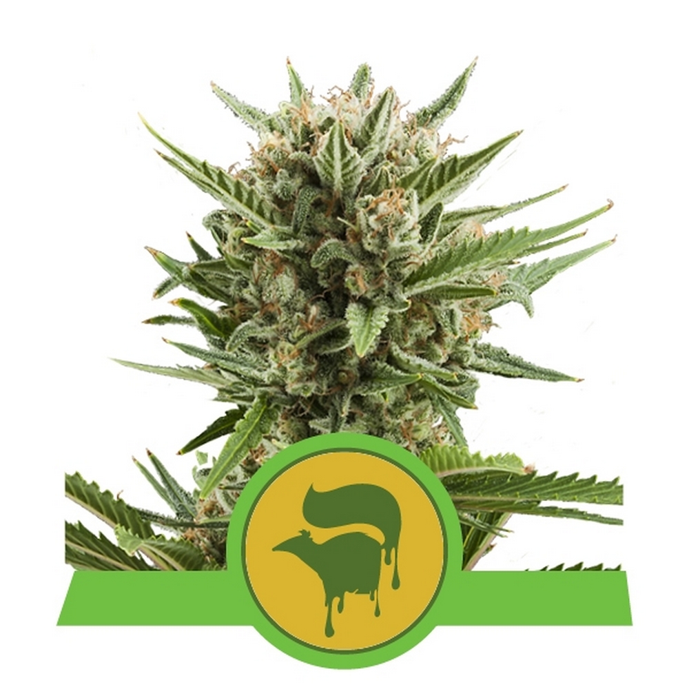 Auto Sweet Skunk X1 Royal Queen Seeds