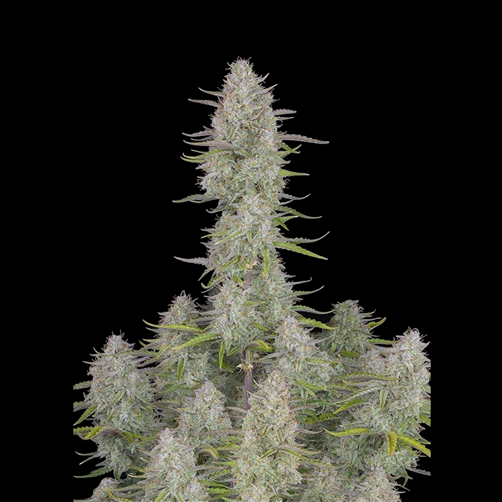 Auto Wedding Cheesecake FastBuds