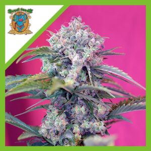 Pack Sweet Seeds Cream Mandarine Auto X3+1