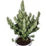 Magnum X3 Buddha Seeds