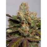 707 Truthband x3 Humboldt Seeds