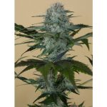 Black D.O.G x3 Humboldt Seeds