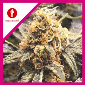 Pack Medical Seeds Recovery CBD Fem X3+2