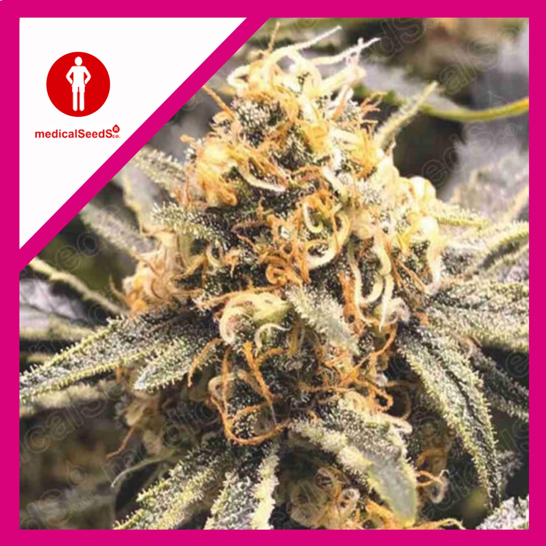 10963-1.jpg Pack Medical Seeds Recovery CBD Fem X3+2