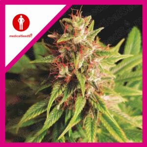 Pack Medical Seeds Red Cross CBD Fem X3+2