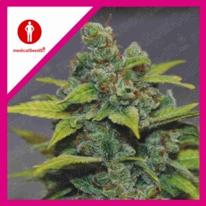 Pack Medical Seeds Banana Zkittlez Fem X3+2