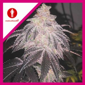 Pack Medical Seeds Cookies Sherbet Auto X3+2