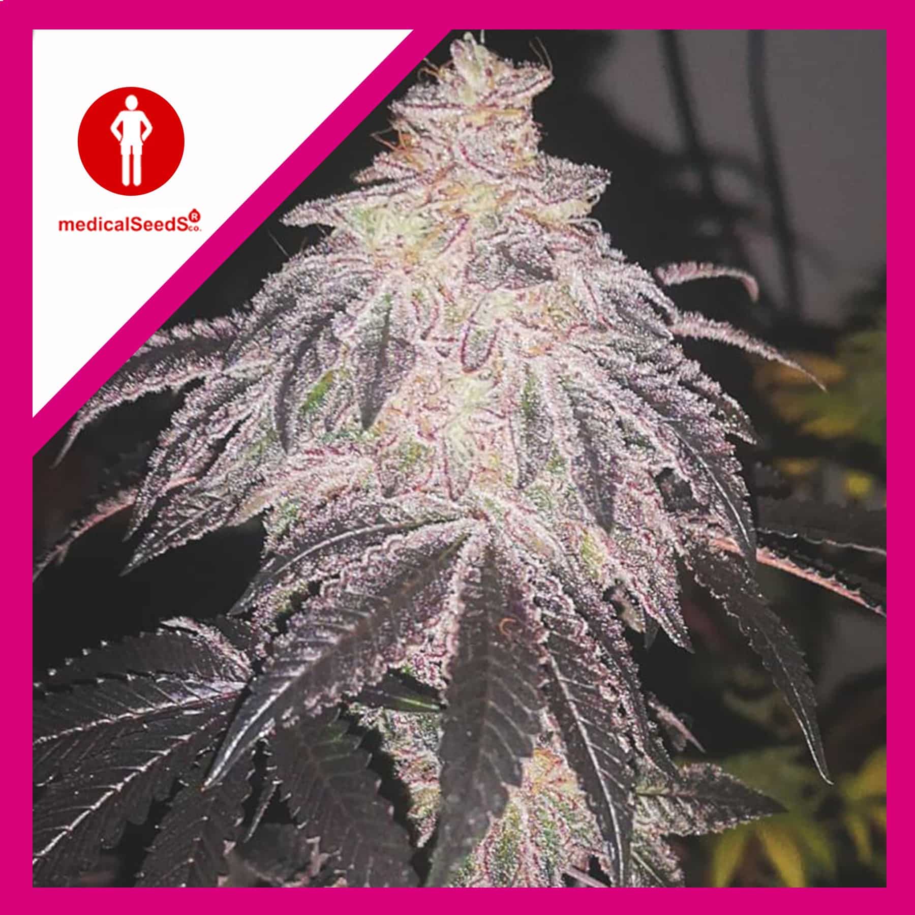 10967-1.jpg Pack Medical Seeds Cookies Sherbet Auto X3+2