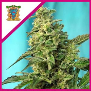 Pack Sweet Seeds Green Poison F1 X100