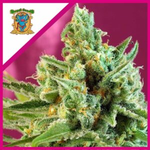 Pack Sweet Seeds Sad F1 Fem X25