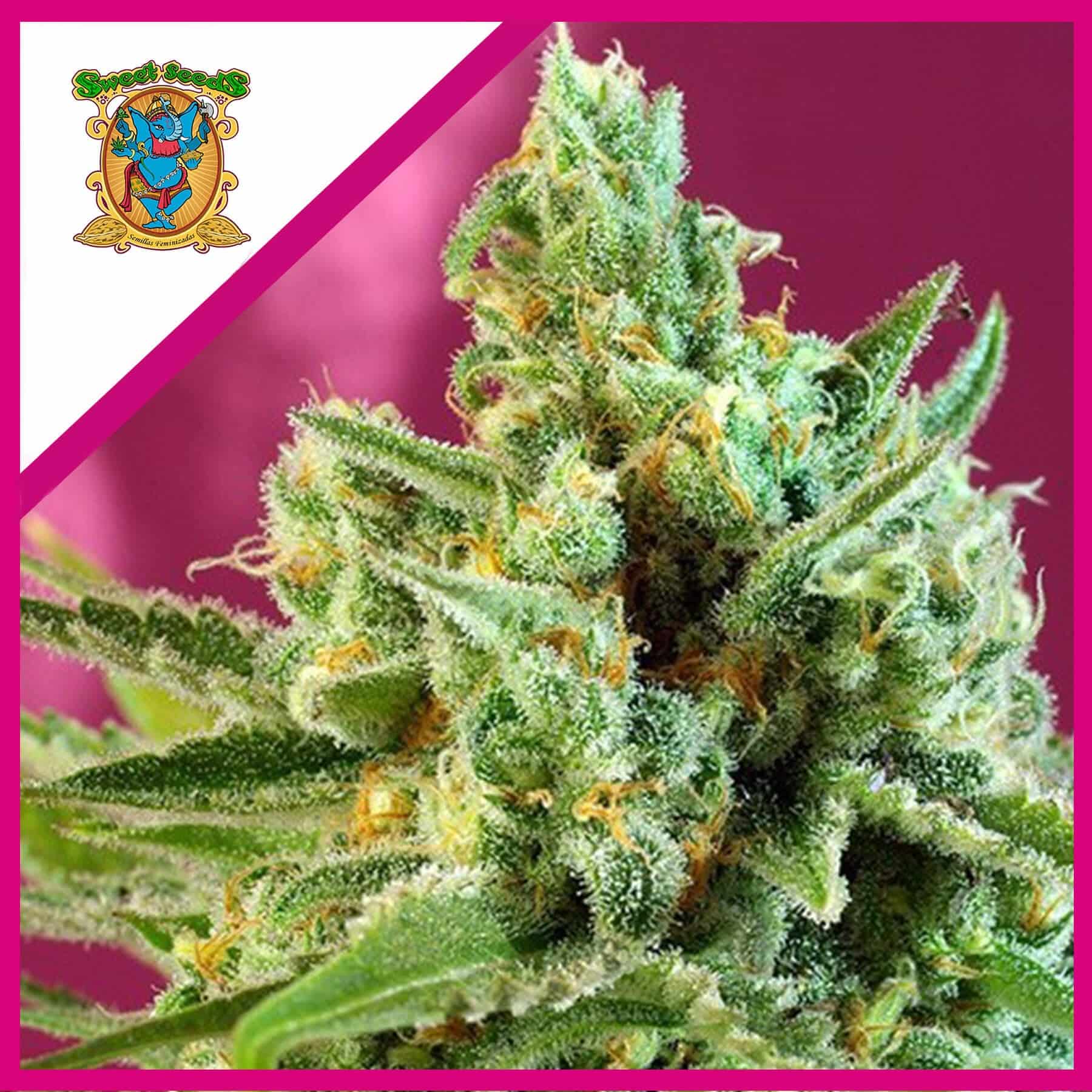 10979.jpg Pack Sweet Seeds Sad F1 Fem X25