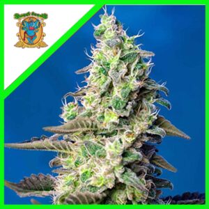 Pack Sweet Seeds Green Poison XL Auto X100