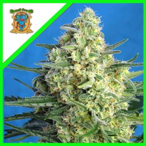 Pack Sweet Seeds Jack 47 XL Auto X25