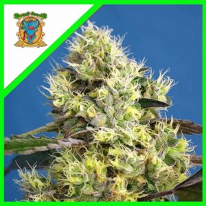 Pack Sweet Seeds Sweet Gelato Auto X25