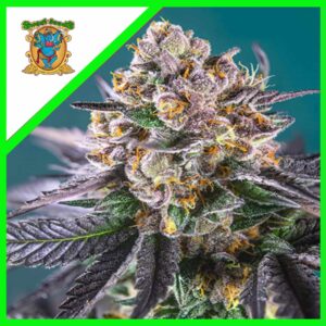 Pack Sweet Seeds Gorilla Girl XL Auto X100