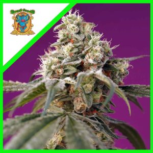 Pack Sweet Seeds Bruce Banner Auto X25