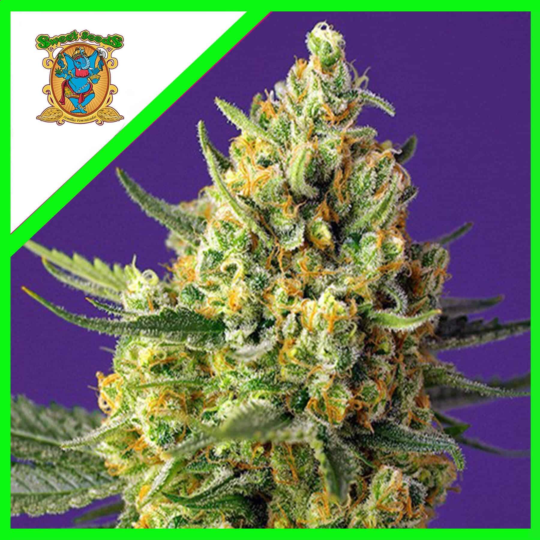 11006.jpg Pack Sweet Seeds Crystal Candy Auto XL X25