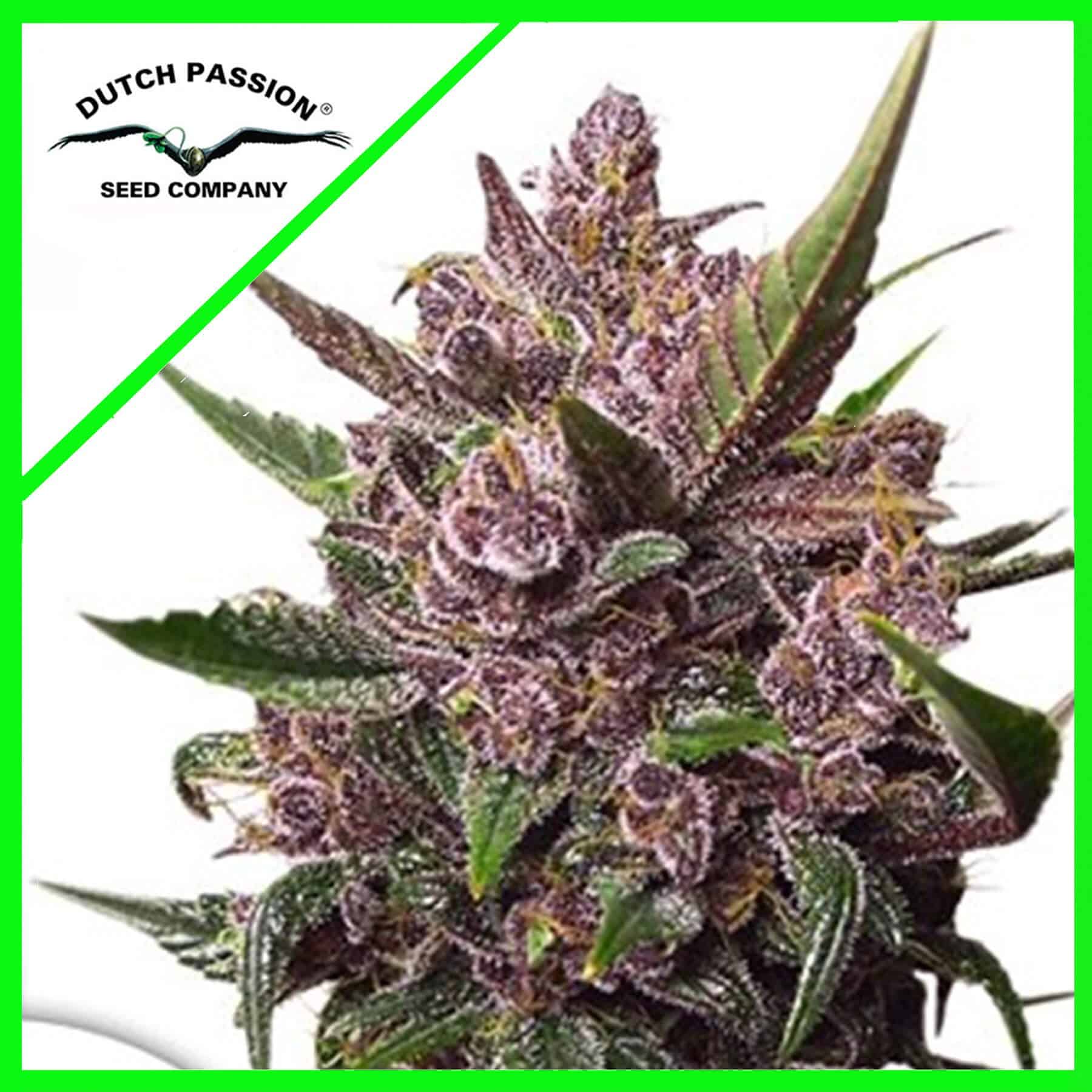 11224.jpg Pack Dutch Passion Blackberry Kush Auto X7