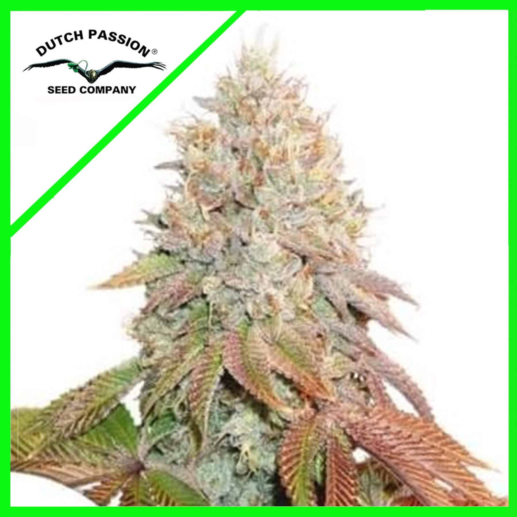 11225.jpg Pack Dutch Passion Banana Blaze Auto X7
