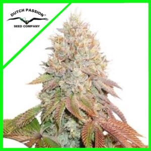Pack Dutch Passion Banana Blaze Auto X100