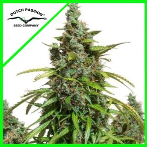 Pack Dutch Passion Mazar Auto X3
