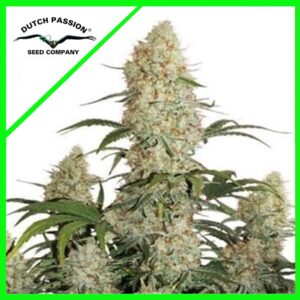 Pack Dutch Passion Critical Orange Punch Auto X100